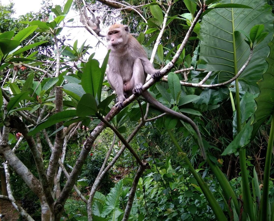 Khao Sok River & Jungle Resort Khao Sok National Park المظهر الخارجي الصورة